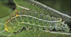 Acronicta vinnula larva by Schmidt BC. Used under a CC BY 3.0 license.