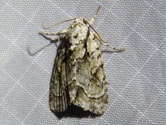 Acronicta vinnula paupercula - inat 136422467 by {{{name}}}. Used under a CC BY 4.0 license.