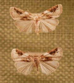 Cerma cerintha by Skye McDavid. Used under a CC BY 4.0 license.