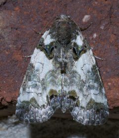 Cerma cerintha P1200052a by 
xpda. Used under a CC BY-SA 4.0 license.