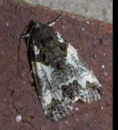 Cerma cerintha P1220544a by 
xpda. Used under a CC BY-SA 4.0 license.