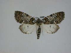 Cerma cora by Canadian National Collection of Insects, Arachnids and Nematodes. Used under a CC BY-SA 3.0 license.