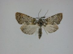 Cerma cora1 by Canadian National Collection of Insects, Arachnids and Nematodes. Used under a CC BY-SA 3.0 license.
