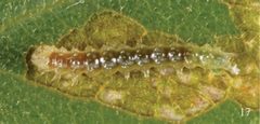 Chloronycta tybo early instar by Schmidt BC. Used under a CC BY 3.0 license.