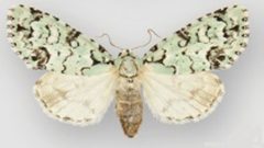 Chloronycta tybo female by Schmidt BC. Used under a CC BY 3.0 license.