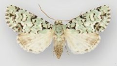 Chloronycta tybo male by Schmidt BC. Used under a CC BY 3.0 license.