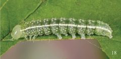 Chloronycta tybo penultimate instar by Schmidt BC. Used under a CC BY 3.0 license.