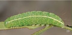 Chloronycta tybo ultimate instar by Schmidt BC. Used under a CC BY 3.0 license.