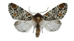 Harrisimemna trisignata by Schmidt BC. Used under a CC BY 3.0 license.