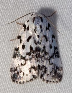 Polygrammate hebraeicum by Mike Boone. Used under a CC BY-SA 2.5 license.
