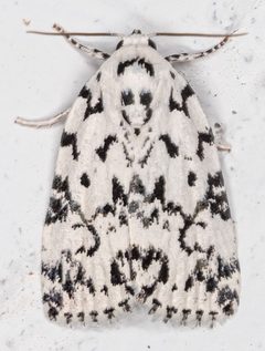 Polygrammate hebraeicum 305548940 by Mirko Schoenitz. Used under a CC0 license.