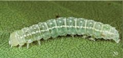 Polygrammate hebraeicum ultimate instar by Schmidt BC. Used under a CC BY 3.0 license.