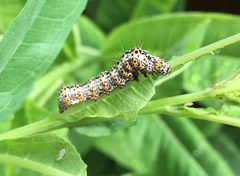 Alypia langtoni larva by Jason Grant. Used under a CC BY 4.0 license.