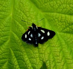 Forester Moth by USDA Forest Service. Used under a Public domain license.