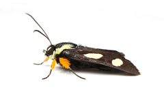 Alypia octomaculata 402794517 by Matthew Lindsey. Used under a CC BY 4.0 license.