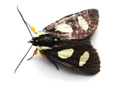 Alypia octomaculata 402794567 by Matthew Lindsey. Used under a CC BY 4.0 license.