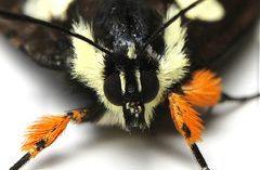 Alypia octomaculata 402794603 by Matthew Lindsey. Used under a CC BY 4.0 license.