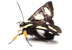 Alypia octomaculata 402794624 by Matthew Lindsey. Used under a CC BY 4.0 license.