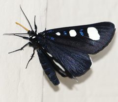 Alypiodes flavilinguis Wendy McCrady by Wendy McCrady. Used under a CC BY 4.0 license.
