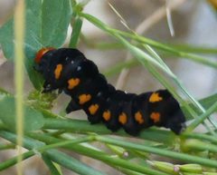 Alypiodes geronimo larva by Wendy McCrady. Used under a CC BY 4.0 license.