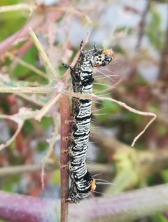 Androloma disparata larva by Francisco Martínez González. Used under a CC BY-SA 4.0 license.