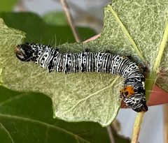 Androloma disparata larva Cody Stricker by Cody Stricker. Used under a CC BY 4.0 license.