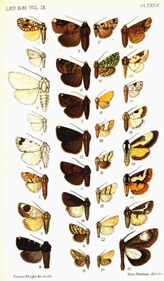 CATALOGUE-BM-PLATE CXLV by Sir GEORGE F. HAMPSON, Bart.. Used under a Public domain license.