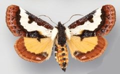 Eudryas brevipennis brevipennis male by Crabo LG, Davis M, Hammond P, Mustelin T, Shepard J. Used under a CC BY 3.0 license.
