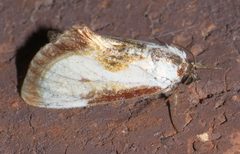 Eudryas grata P1250516a by 
xpda. Used under a CC BY-SA 4.0 license.