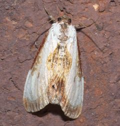 Eudryas grata P1250517b by 
xpda. Used under a CC BY-SA 4.0 license.