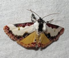 Eudryas unio by Jacy Lucier. Used under a CC BY-SA 4.0 license.