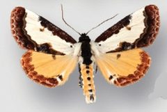 Eudryas unio male by Crabo LG, Davis M, Hammond P, Mustelin T, Shepard J. Used under a CC BY 3.0 license.