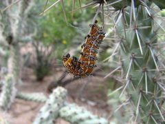 Staghorn Cholla Moth Caterpillar Getting Ready to Pupate - Flickr - treegrow by Katja Schulz from Washington, D. C., USA. Used under a CC BY 2.0 license.