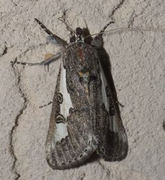 Euscirrhopterus gloveri P1090460a by 
xpda. Used under a CC BY-SA 4.0 license.