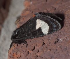 Psychomorpha epimenis P1170868a by 
xpda. Used under a CC BY-SA 4.0 license.