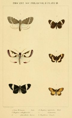 Different butterflies by Anton Hochstein
. Used under a Public domain license.