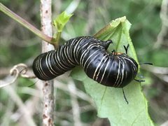 Xerociris wilsonii larva by Image shared by iNaturalist user: lanechaffin. Used under a CC0 license.