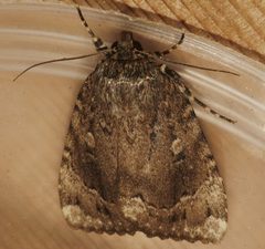 Amphipyra pyramidoides 02 by CBG Photography Group, Centre for Biodiversity Genomics. Used under a CC0 license.