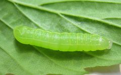 Amphipyra pyramidoides early instar by Beatriz Moisset. Used under a CC BY-SA 4.0 license.