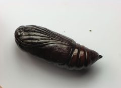 Amphipyra pyramidoides pupa by Beatriz Moisset. Used under a CC BY-SA 4.0 license.