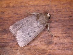 Amphipyra tragopoginis by Donald Hobern. Used under a CC BY 2.0 license.