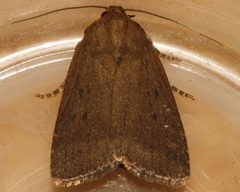 Amphipyra tragopoginis 01 by CBG Photography Group, Centre for Biodiversity Genomics. Used under a CC0 license.