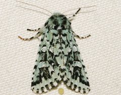 Feralia comstocki 01 by CBG Photography Group, Centre for Biodiversity Genomics. Used under a CC0 license.