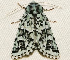 Feralia comstocki 02 by CBG Photography Group, Centre for Biodiversity Genomics. Used under a CC0 license.