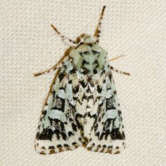 Feralia comstocki 03 by CBG Photography Group, Centre for Biodiversity Genomics. Used under a CC0 license.