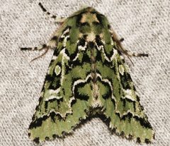 Feralia deceptiva 03 by CBG Photography Group, Centre for Biodiversity Genomics. Used under a CC0 license.
