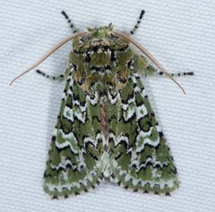 Feralia februalis by Don Loarie. Used under a CC BY 4.0 license.