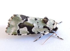 Emarginea percara 159922909 by jimeckert49. Used under a CC BY 4.0 license.