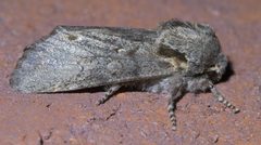 Psaphida electilis P1570744a by 
xpda. Used under a CC BY-SA 4.0 license.