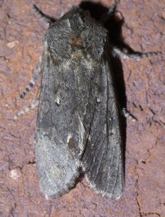 Psaphida electilis P1570745a by 
xpda. Used under a CC BY-SA 4.0 license.